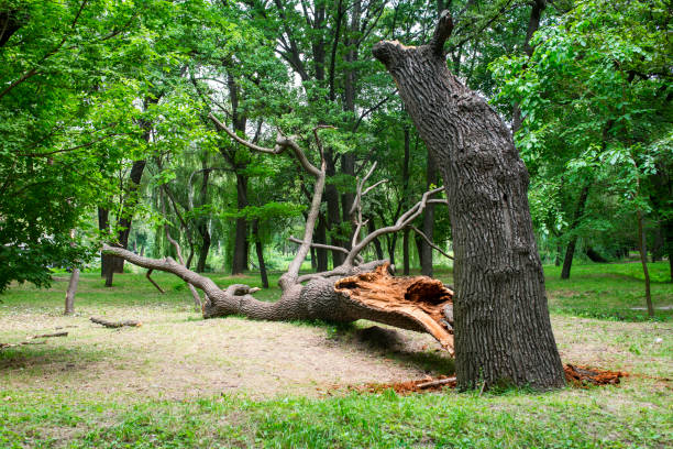  Eldorado, TX Tree Care Pros